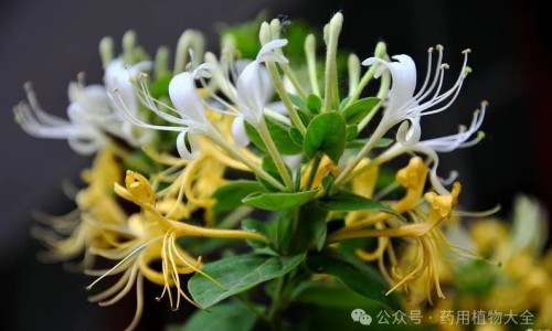 月见草的功效与作用及图片-月见草茶的功效与作用网-分享月见草的四大功效，月见草的四大功效知识库